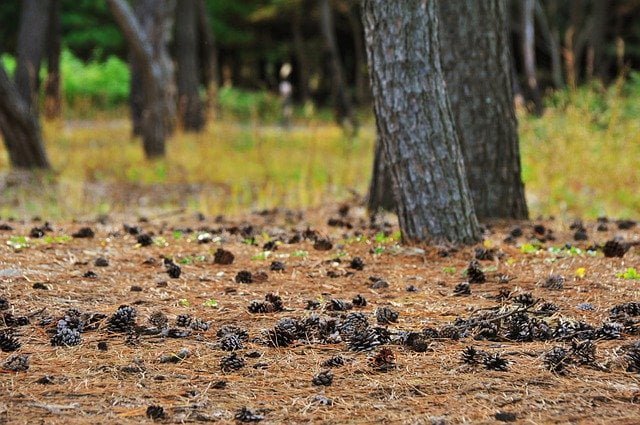 Pine Needles and Cones